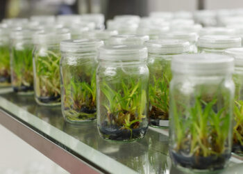 زراعة الأنسجة