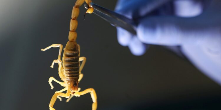 سم العقرب.. 4 ملايين جنيه أرباح شهرية ومزايا الاعتماد على الـ"Mealworm" 1 سم العقرب