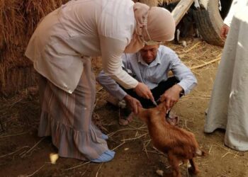 طاعون الأغنام والماعز