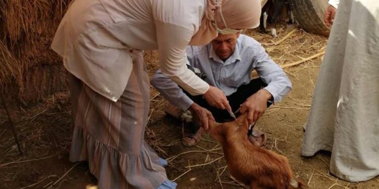 طاعون الأغنام والماعز.. "رضوان" توضح عدد الحيوانات المحصنة ومدة الحملة 1 طاعون الأغنام والماعز