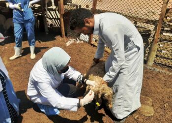 طاعون المجترات القصيرة