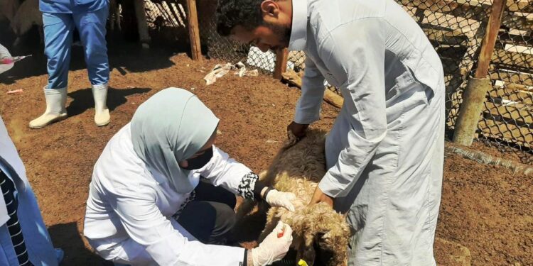 طاعون المجترات الصغيرة .. الزراعة تعلن انطلاق الحملة القومية للتحصين 1 طاعون المجترات القصيرة