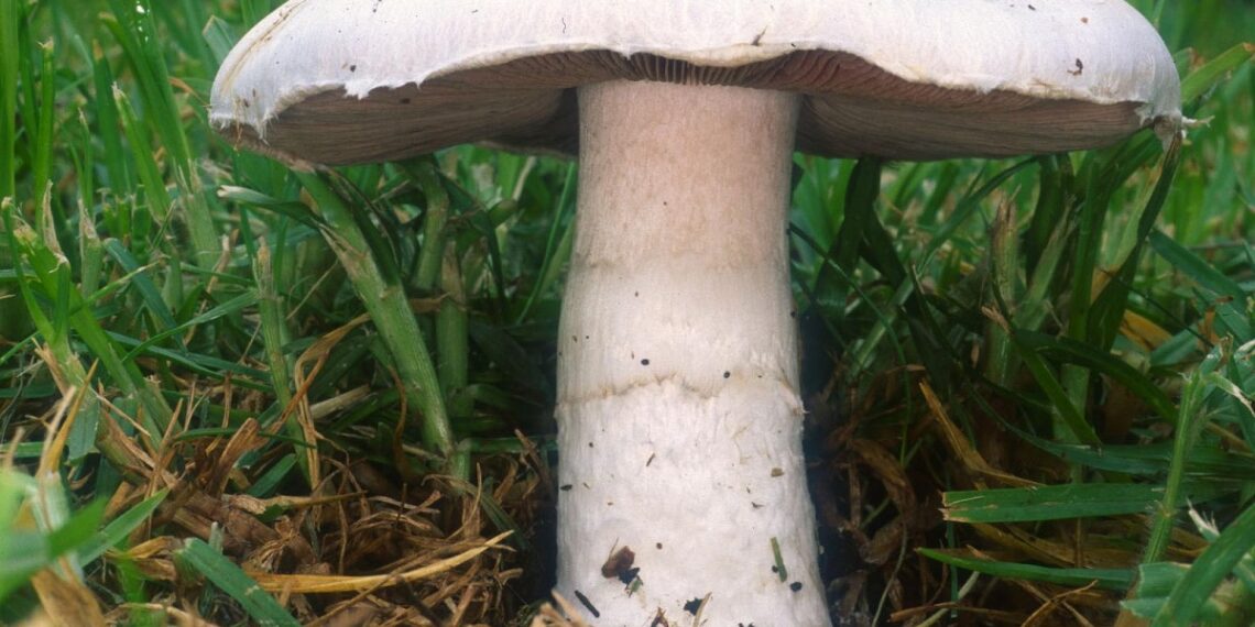 عيش الغراب.. مخلفات الأجاركاس والأويستر واستخداماتها الزراعية والحيوانية 1 عيش الغراب