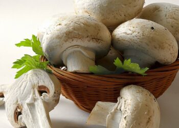 صناعة عيش الغراب