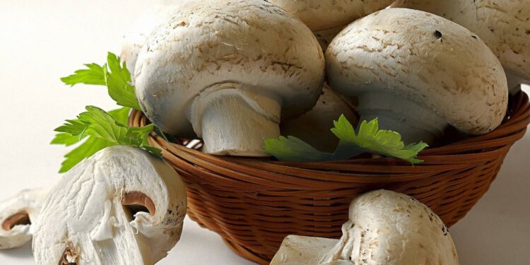 د. عماد عبدالعزيز يكتب صناعة عيش الغراب بين الواقع و المأمول 1 صناعة عيش الغراب