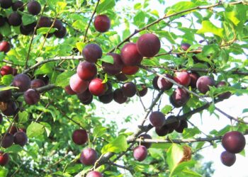 محصول البرقوق