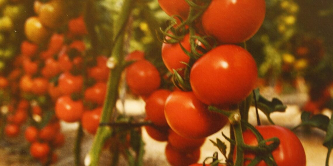 محصول الطماطم.. أبرز المعلومات عن دودة اللوز الأمريكية وبرنامج المكافحة المعتمد 1 محصول الطماطم