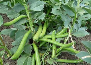 محصول الفاصوليا