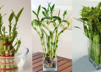 نباتات الزينة