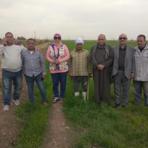 محصول القمح .. مدير المحطة البحثية بالفيوم يقدم حزمة توصيات 12 محصول القمح