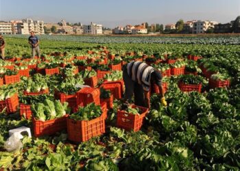 المحاصيل الزراعية