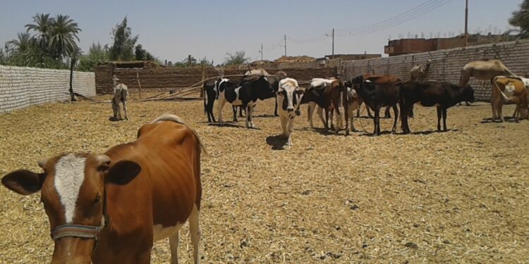 مبادرة إحلال السلالات المحلية ودور الجمعية العامة للأراضي المُستصلحة 1 تربية الأبقار