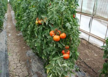 زراعات الخضر