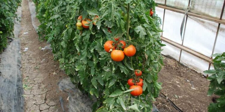 زراعات الخضر .. حزمة توصيات لتجنب آثار البرودة ( فيديو) 1 زراعات الخضر