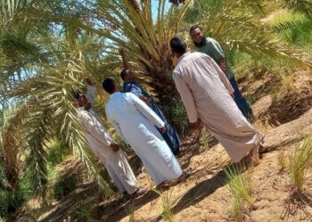 المعمل المركزي للنخيل