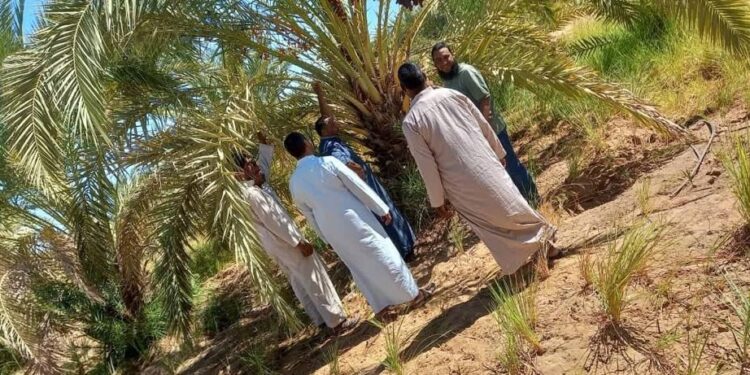 المعمل المركزي للنخيل .. ننشر تفاصيل أنشطته خلال شهر أكتوبر 1 المعمل المركزي للنخيل