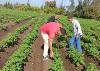 الآفات الزراعية