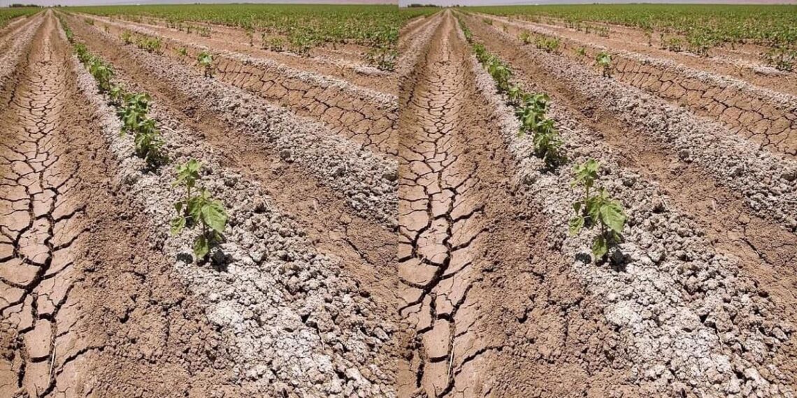 الأراضي الملحية