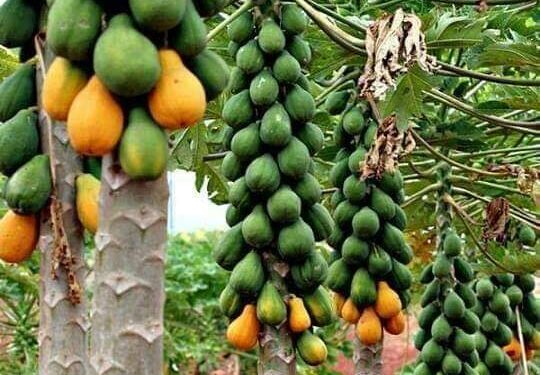 الباباز.. تعرف على فوائدها الغذائية والعلاجية 1 الباباز