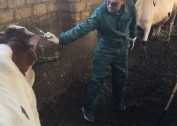 الحمى القلاعية