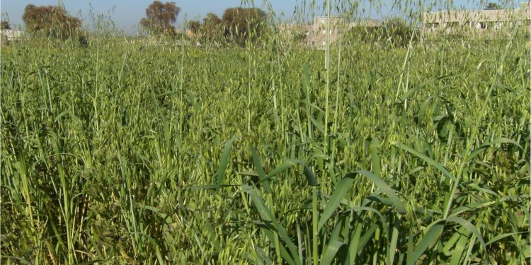 المركزى لبحوث الحشائش ينظم برنامج تدريبى لمكافحة حشيشة الزمير في القمح في23 محافظة 1 الزمير