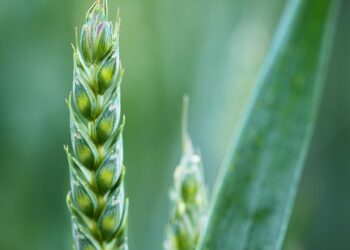 زراعة القمح