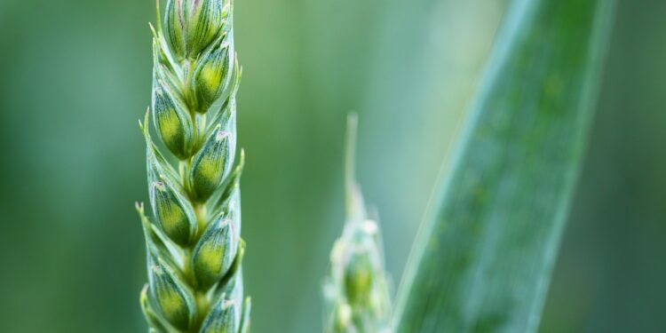 زراعة القمح