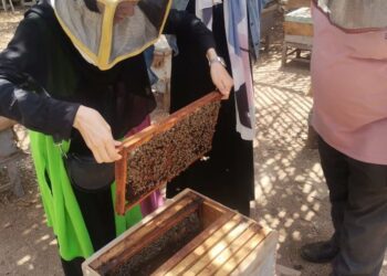 العمليات النحلية