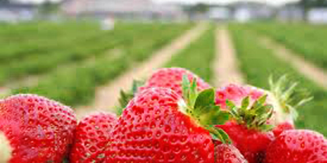 أهم الأمراض التي تصيب الفراولة.. وطرق الوقاية منها 1 الفراولة