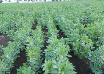 المحاصيل الشتوية