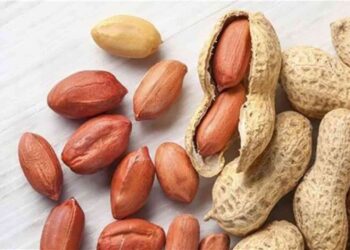 الفول السوداني