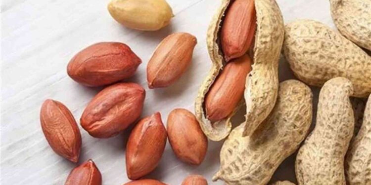 الفول السوداني.. التوصيات الفنية والمُعاملات السمادية وطُرق تطبيقها 1 الفول السوداني
