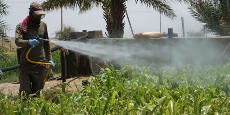 المبيدات.. شروط نجاح عمليات المكافحة وقواعد الاستخدام الآمن 1 المبيدات