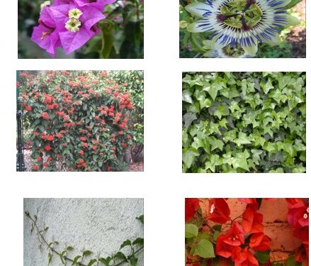 المتسلقات .. باحث يوضح أهم أنواعها وطرق زراعتها 1 المتسلقات