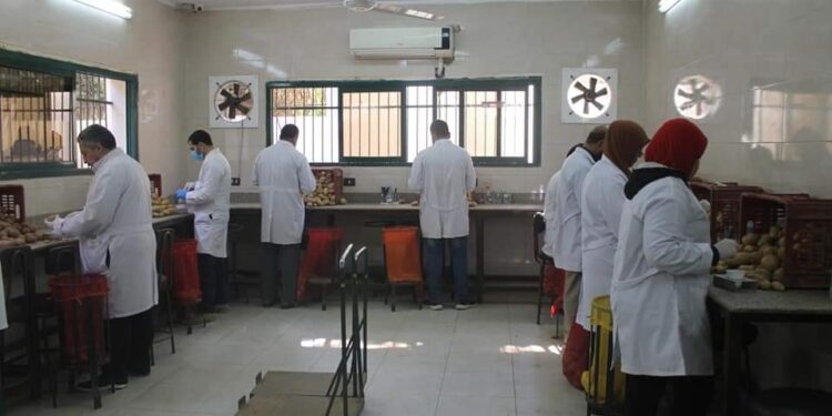 بطاطس المائدة .. الزراعة تعلن فحص 968 ألف طن خلال الموسم التصديري 1 بطاطس المائدة