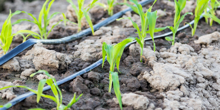 تخطيط التربة.. مزايا الزراعة على "الريشتين" ودورها في مُكافحة الآفات 1 تخطيط التربة