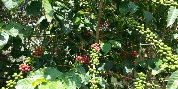 زراعة البن.. أفضل طرق الإكثار المُتاحة وفوائد مُعاملات "التسميد" و"التقليم" 1 زراعة البن