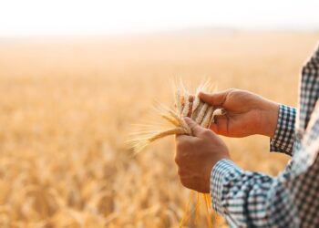 زراعة القمح