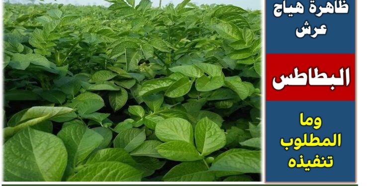 البطاطس.. مستشار وزير الزراعة يوضح كيفية التعامل مع ظاهرة هياج العرش 1 البطاطس