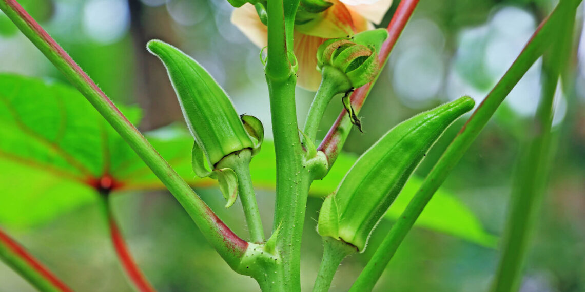 عفن جذور البامية