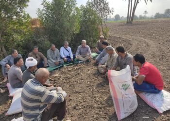 محصول القمح