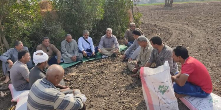 محصول القمح .. زراعة الشرقية تنفذ أو تجميعه إرشادية 1 محصول القمح