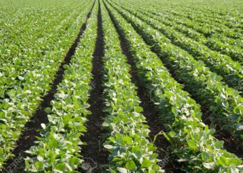 الفول البلدي