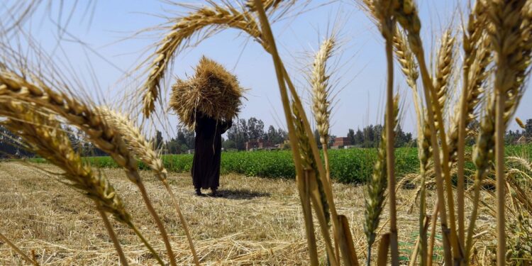 محصول القمح.. محاذير زراعة الخضر قبل "الغلة" وخسائر "الديورم" في وجه بحري 1 محصول القمح