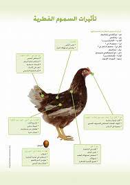 السموم الفطرية ومخاطرها على الصحة العامة للطائر والمستهلك 12 السموم الفطرية