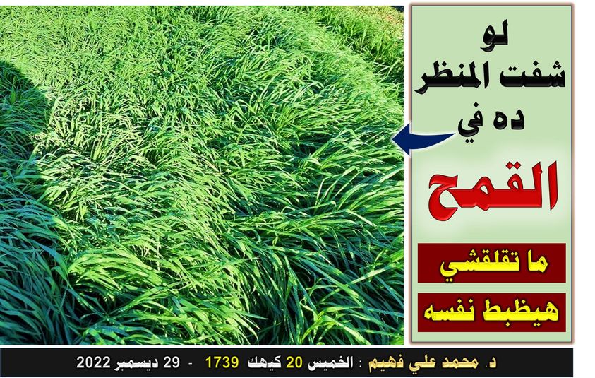 القمح