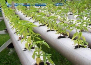 الزراعة بدون تربة