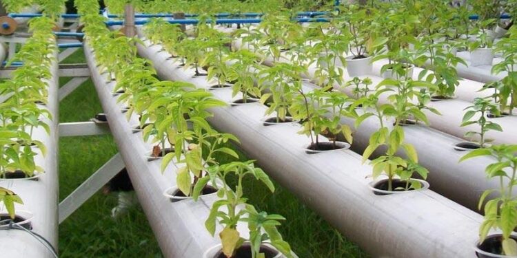 أنظمة الزراعة بدون تربة ودورها في مقاومة التغيرات المناخية 1 الزراعة بدون تربة