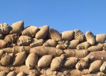 سعر قنطار القطن 8275 جنيه .. الزراعة تعلن بيع 167 و 530 قنطار