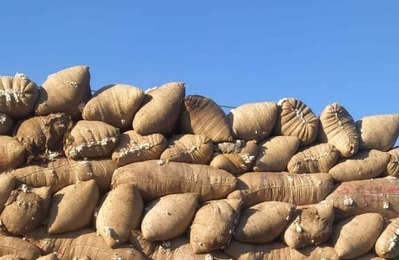 سعر قنطار القطن 8275 جنيه .. الزراعة تعلن بيع 167 و 530 قنطار 1 سعر قنطار القطن 8275 جنيه .. الزراعة تعلن بيع 167 و 530 قنطار